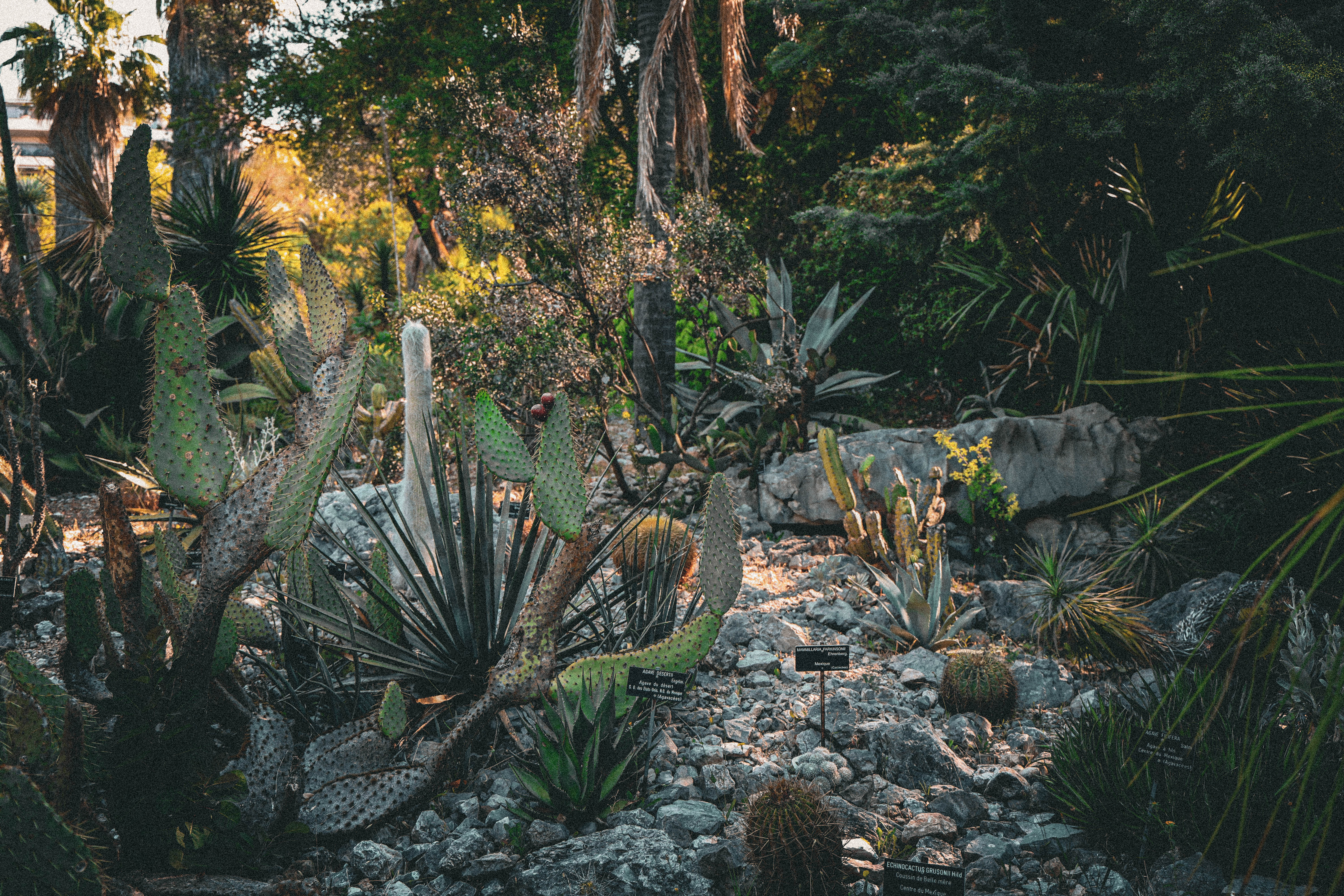Le Jardin Botanique de Nice : un voyage autour du monde… sans quitter la Côte d’Azur
